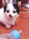 BIGODE