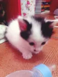 BIGODE