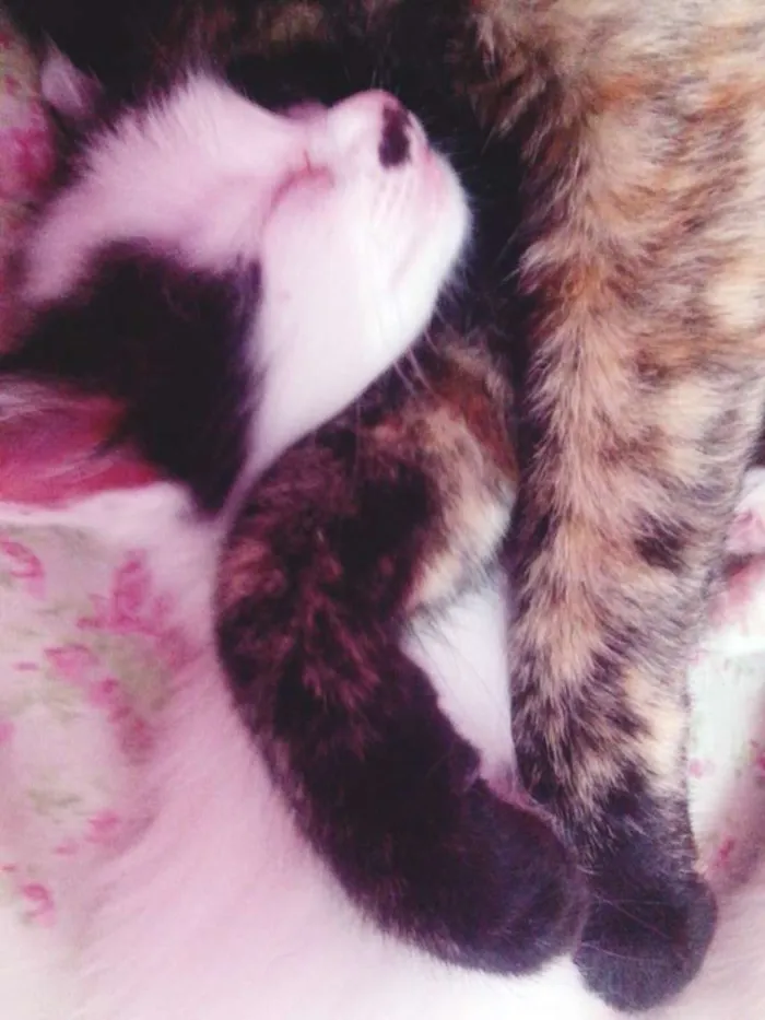 Gato ra a SRD idade Abaixo de 2 meses nome BIGODE