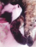 BIGODE