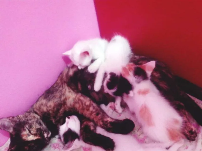 Gato ra a SRD idade Abaixo de 2 meses nome LOLA