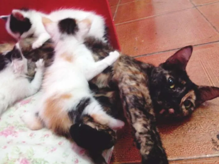 Gato ra a SRD idade Abaixo de 2 meses nome LOLA