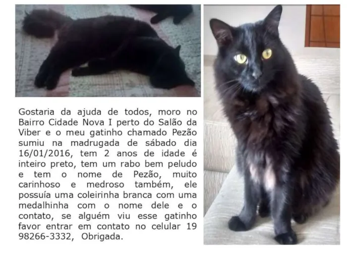 Gato ra a Sem Raça idade 2 anos nome Pezão