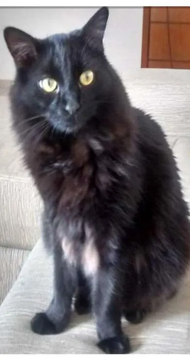 Gato ra a Sem Raça idade 2 anos nome Pezão
