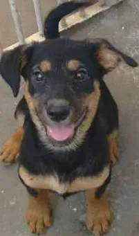 Cachorro raça vira lata idade 2 a 6 meses nome manchadinha
