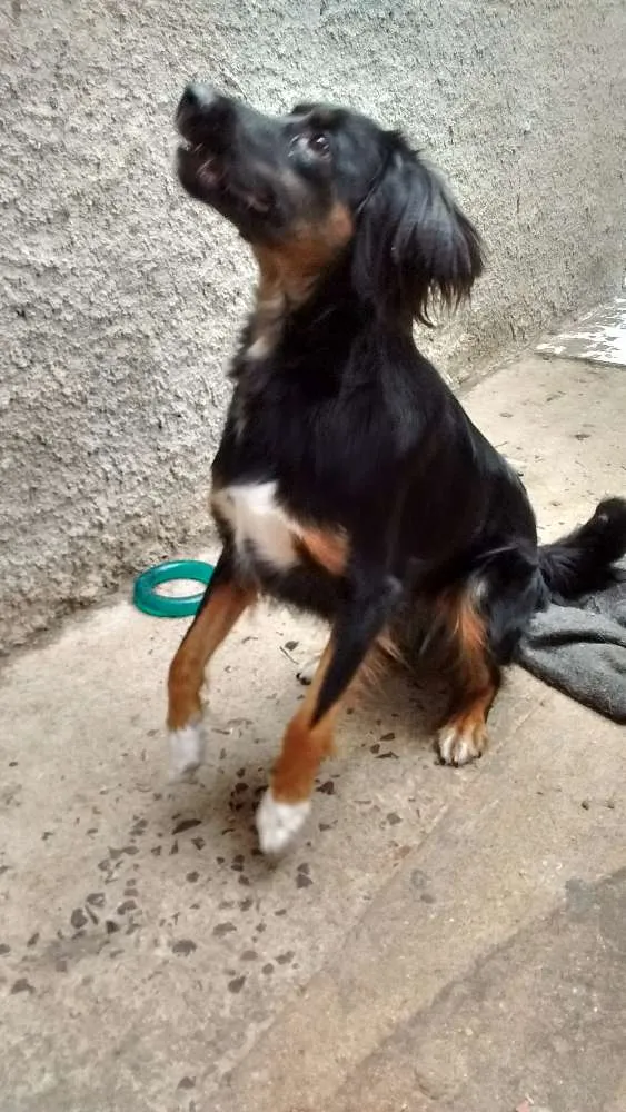 Cachorro ra a vira lata idade  nome suzi