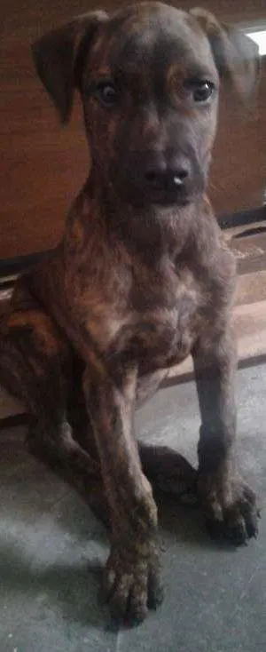 Cachorro ra a Boxer 2 classe idade 2 a 6 meses nome Nina