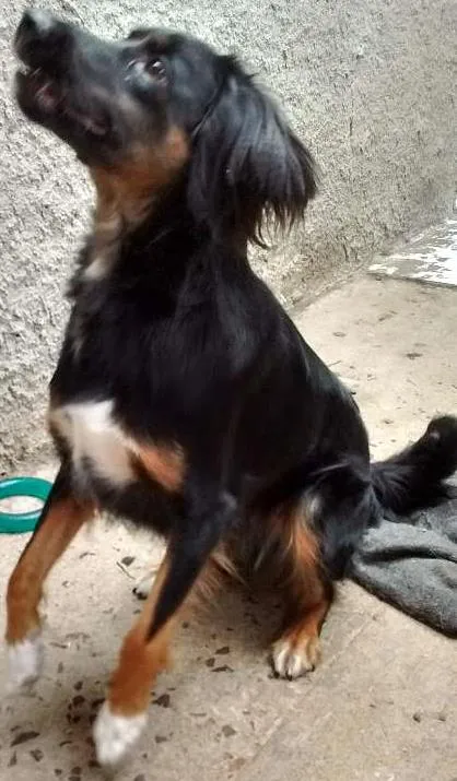 Cachorro ra a vira lata idade  nome suzi