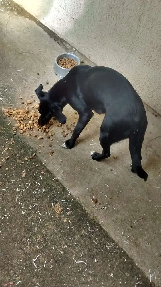 Cachorro ra a VIRA LATA idade 1 ano nome Ela