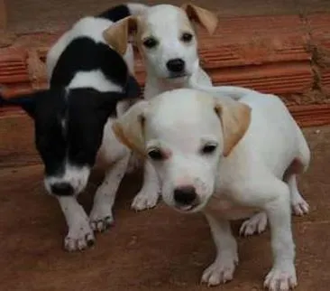 Cachorro raça 1/2 foz paulistinha idade Abaixo de 2 meses nome sem nome