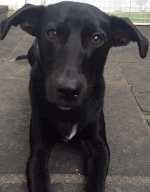 Cachorro raça Srd idade 2 anos nome Juca