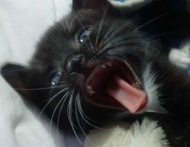 Gato ra a SRD idade Abaixo de 2 meses nome Sem nome