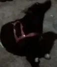 meg