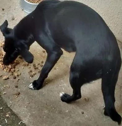 Cachorro ra a VIRA LATA idade 1 ano nome Ela