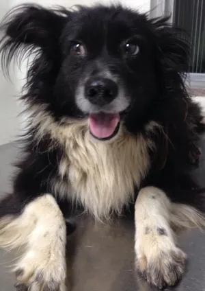 Cachorro raça Vira lata idade 2 anos nome Marley