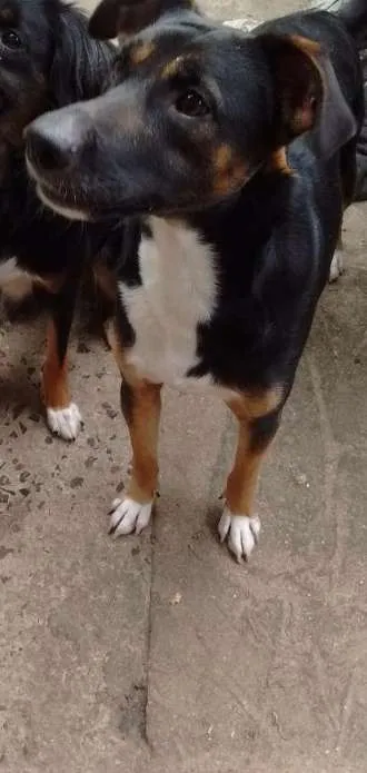 Cachorro ra a VIRA LATA idade  nome MAX