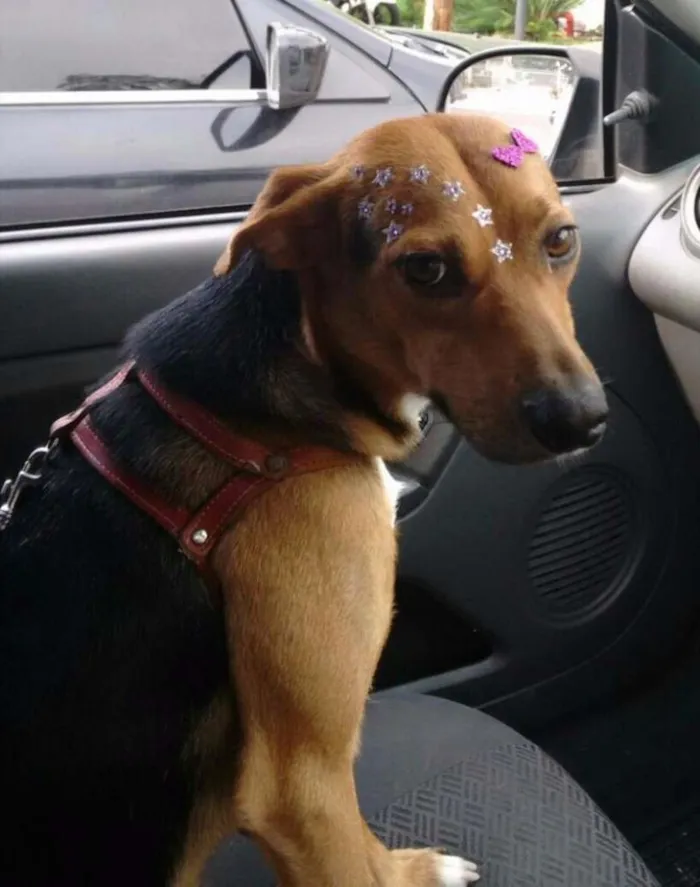 Cachorro ra a SRD idade 2 anos nome Filo