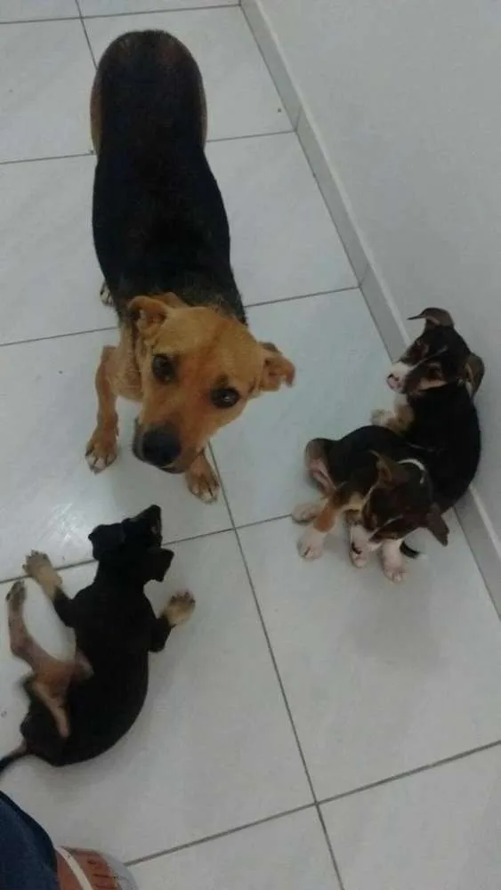 Cachorro ra a SRD idade 2 anos nome Filo