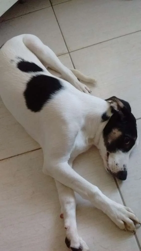 Cachorro ra a VIRA LATA idade 2 a 6 meses nome PRINCE