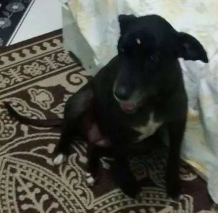 Cachorro ra a SRD idade 6 ou mais anos nome MEL