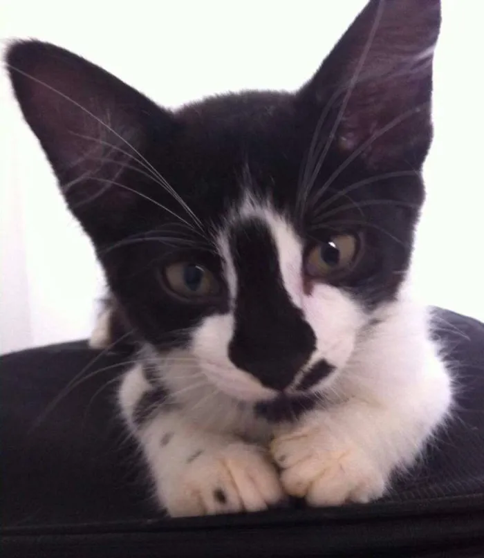 Gato ra a SRD idade 2 a 6 meses nome COLIN
