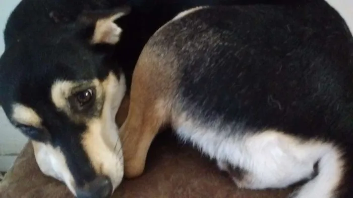 Cachorro ra a VIRA LATA idade 2 anos nome SAPECA