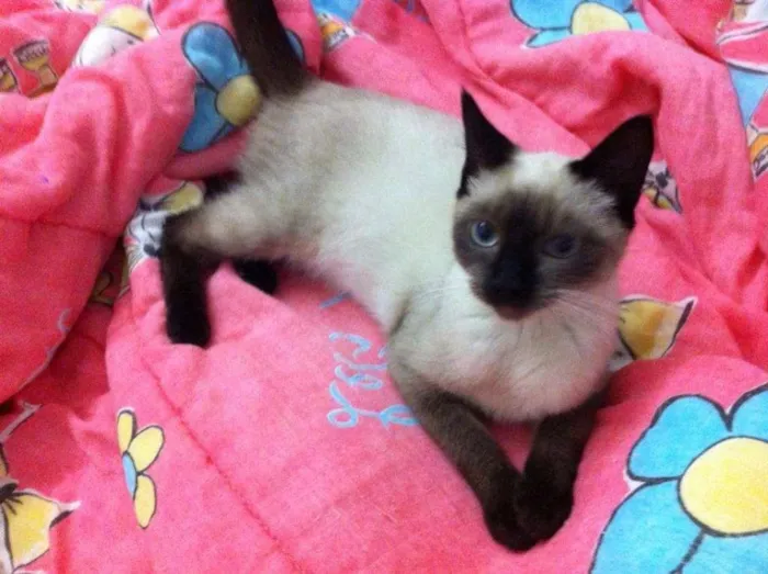 Gato ra a MIX DE  SIAMES idade 2 a 6 meses nome CHARLOTE