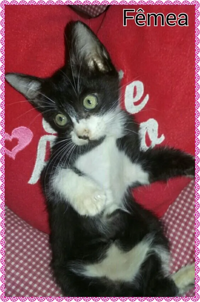 Gato ra a Desconhecido  idade 2 a 6 meses nome Sem nome