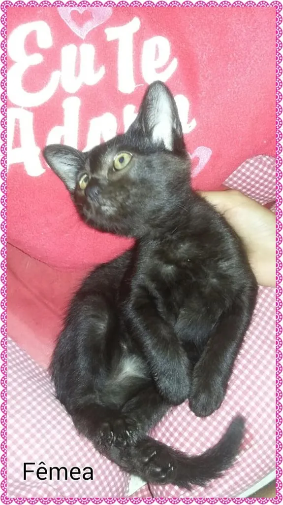Gato ra a Desconhecido  idade 2 a 6 meses nome Sem nome