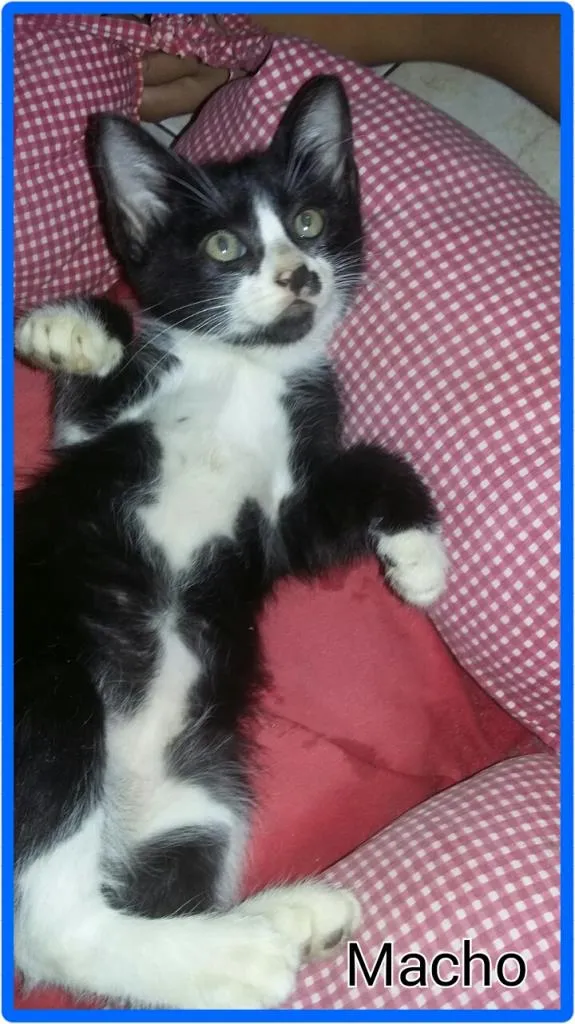Gato ra a Desconhecido  idade 2 a 6 meses nome Sem nome