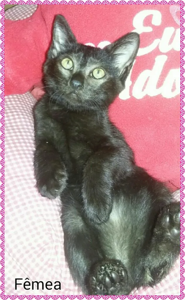 Gato ra a Desconhecido  idade 2 a 6 meses nome Sem nome