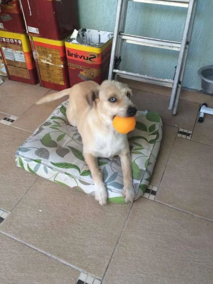 Cachorro raça srd idade 3 anos nome Ralph