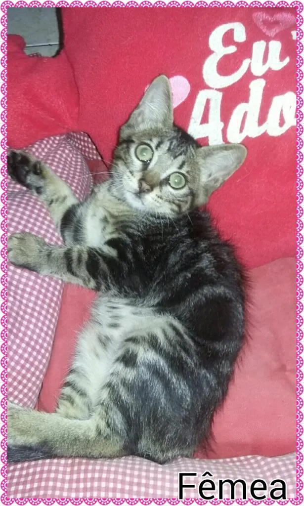 Gato ra a Desconhecido  idade 2 a 6 meses nome Sem nome