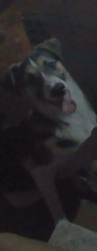 Cachorro ra a Vira lata idade 7 a 11 meses nome Jonh