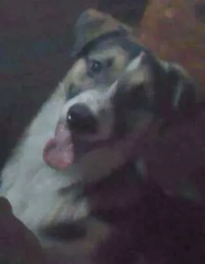 Cachorro raça Vira lata idade 7 a 11 meses nome Jonh