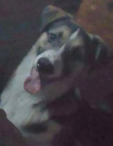 Cachorro ra a Vira lata idade 7 a 11 meses nome Jonh