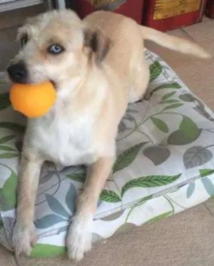 Cachorro raça srd idade 3 anos nome Ralph