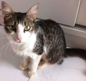 Gato raça SRD idade 2 anos nome AMELIE