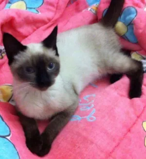 Gato raça MIX DE  SIAMES idade 2 a 6 meses nome CHARLOTE