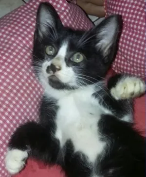 Gato raça Desconhecido  idade 2 a 6 meses nome Sem nome