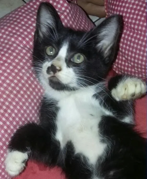 Gato ra a Desconhecido  idade 2 a 6 meses nome Sem nome