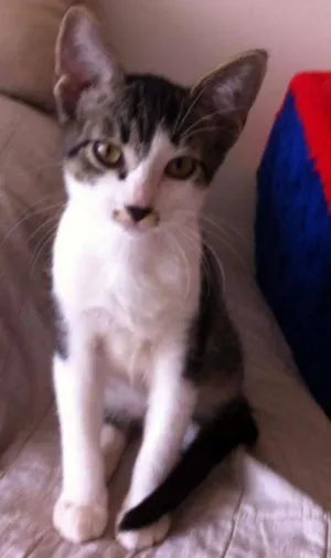 Gato raça SRD idade 2 a 6 meses nome Catherine