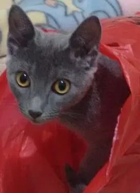 Gato ra a Vira lata idade 7 a 11 meses nome Jade