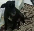MEL