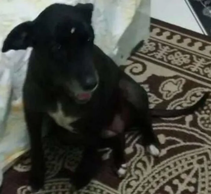 Cachorro ra a SRD idade 6 ou mais anos nome MEL