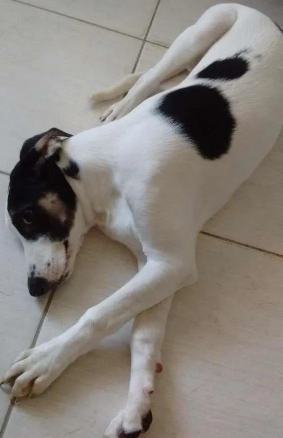 Cachorro ra a VIRA LATA idade 2 a 6 meses nome PRINCE