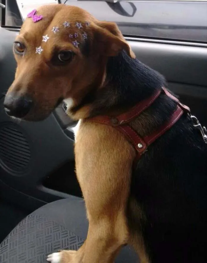 Cachorro ra a SRD idade 2 anos nome Filo