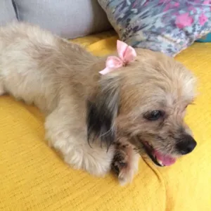 Cachorro raça RND idade 4 anos nome cake