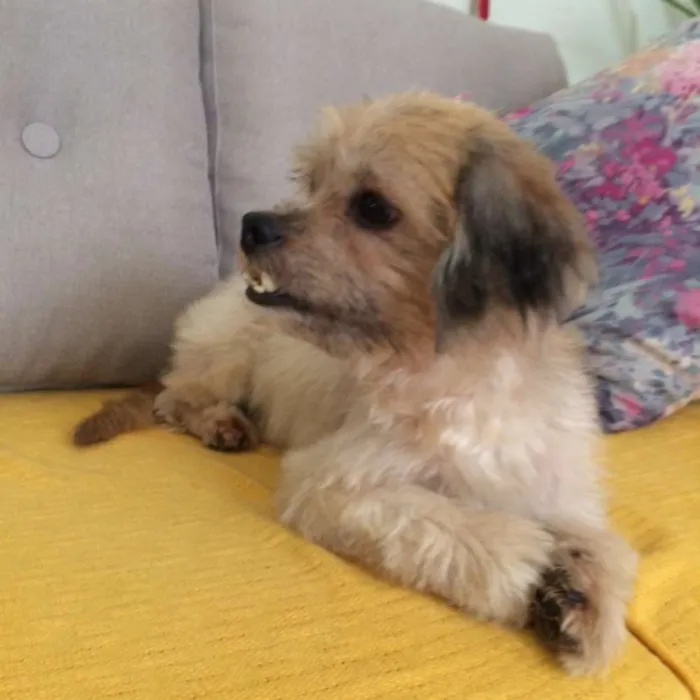 Cachorro ra a RND idade 4 anos nome cake