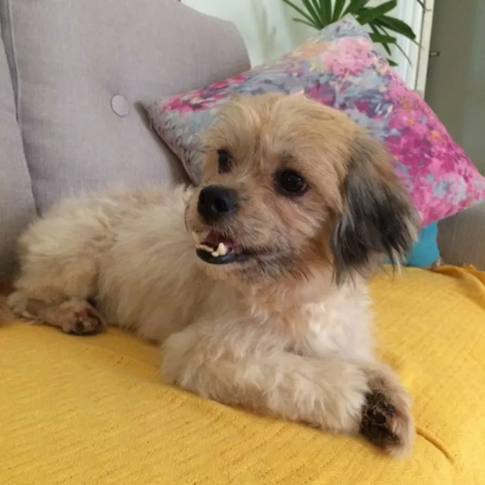 Cachorro ra a RND idade 4 anos nome cake